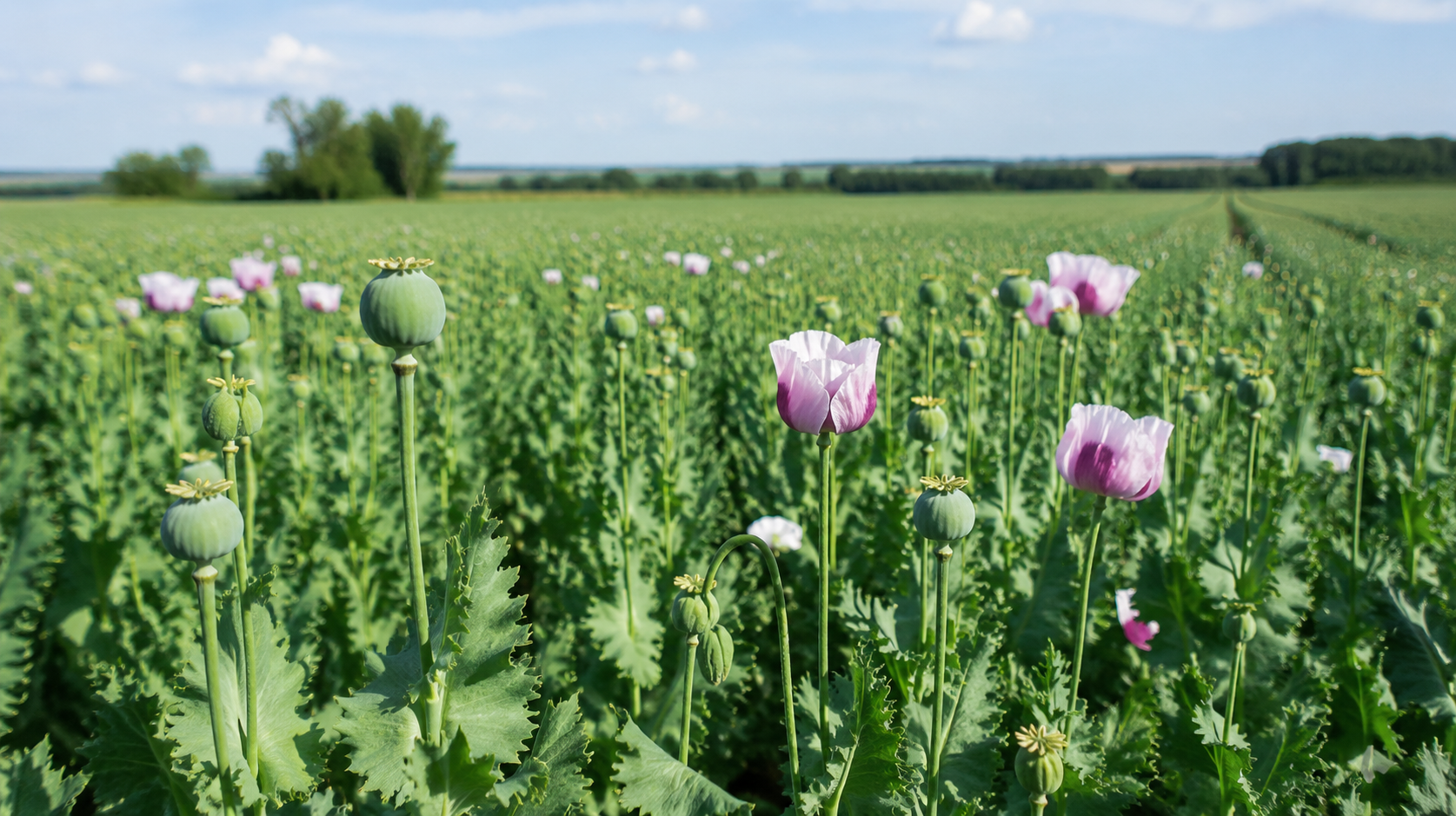 PD Popudinské Močidľany introduces further changes to its cropping plan